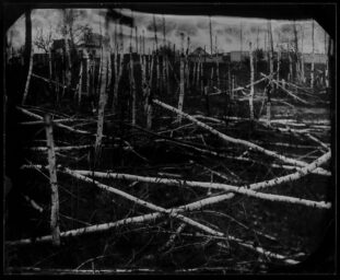 Birch Grove in Rus'ki Tyshky, libirated village in Kharkiv district 26.11.2022