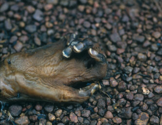 218317 01: The withered hand of a murdered Tutsi rests on the ground June, 1994, at the Nyarubuye Catholic church mission in Rwanda. Hutu gangs massacred, mostly with the use of machetes, hundreds of Tutsis who had sought sanctuary at the parish complex. (Photo by Scott Peterson/Getty Images)
