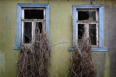 Wild plants grow through widows of an abandoned house in the 30 km (19 miles) exclusion zone around the closed Chernobyl nuclear power plant April 1, 2006. Ukraine is preparing to mark the 20th anniversary of the world's worst nuclear disaster, when the fourth reactor at the Chernobyl plant exploded, spreading radioactivity across Europe and the Soviet Union. Damir Sagolj